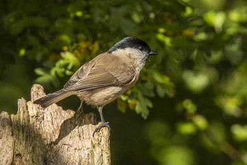 Willow tit