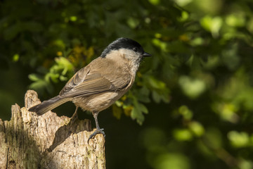 Obraz premium Willow tit