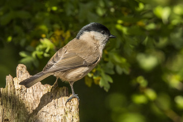 Willow tit