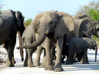 elephants