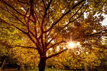 Fototapeta premium Luce Autunnale