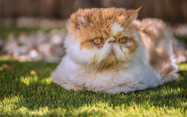 Gato persa al sol sobre cesped