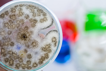 Fungus from bread in Petri dishes and medicine for education in laboratories.