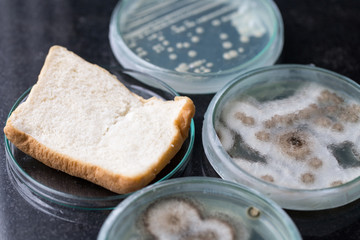 Fungus from bread in Petri dishes and medicine for education in laboratories.