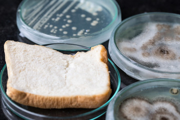 Fungus from bread in Petri dishes and medicine for education in laboratories.