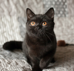 British shorthair black kitten