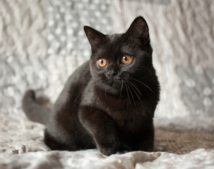British shorthair black kitten