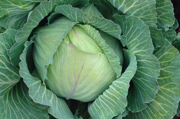 Fototapeta premium Top view of fresh green cabbage in the garden