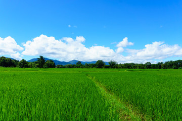 Obraz premium panorama landscape of rice paddy field with blue sky and cloud and tree background.