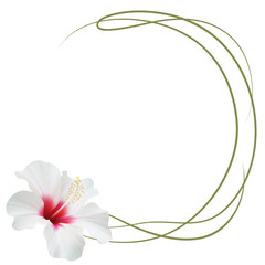 Realistic white hibiscus frame, circle frame.