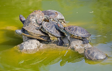 tortoises on a stone