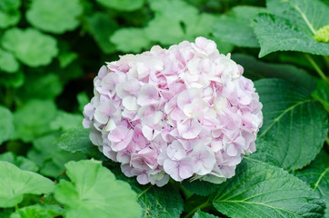 Purple hydrangea flower blossom in a garden