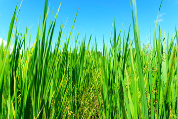 Fototapeta premium close up of organic rice green leaf in the rural rice paddy fields with blue sky and cloud at countryside of north region of thailand in sunny day. organic agriculture and organic food concept.