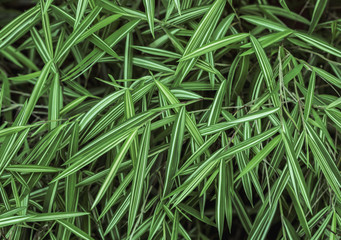 Background image blur green tones