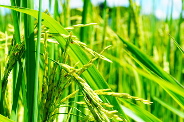 Fototapeta na wymiar close up of organic rice produce grain in the rural rice paddy fields at countryside of north region of thailand in rainy season. organic agriculture and organic food concept.