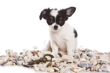 Puppy dog chihuahua and stones (isolated on white)