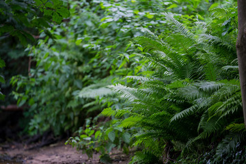 Dark forest background. Teutoburger Wald. Forest trees.