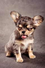 Pretty Chihuahua dog puppy yawns and lickens on a gray background