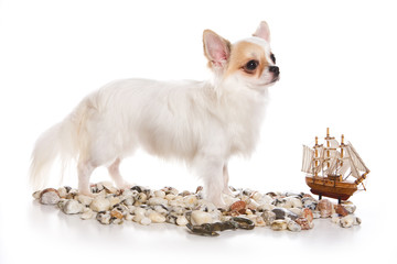 Cute Chihuahua dog puppy, stones and ship (isolated on white)