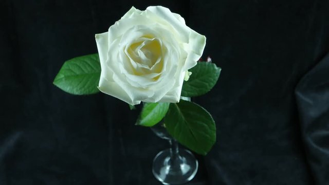 White rose in a glass with a falling petal on a black background