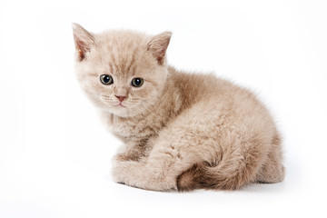 Fluffy kitten British cat (isolated on white)