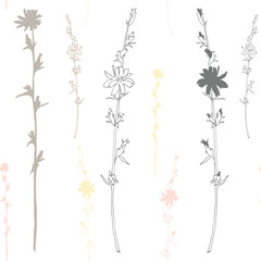 Floral vector seamless pattern with wild meadow chicory flowers. Hand drawn flowers on white background.