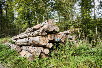 Markierte Baumstämme im Wald