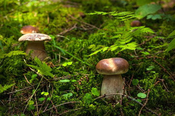Beautiful boletus (Boletus edulis) growing on green moss in the autumn forest. Two mushrooms growing up in a forest in autumn season.