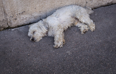 Armut, Straßenhund, obdachlos, stray puppies