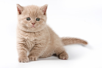 Fluffy kitten British cat (isolated on white)