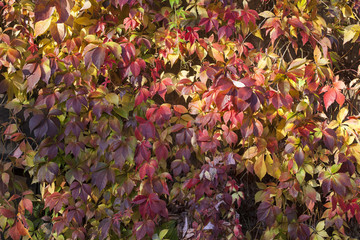 Autumn Leaves of Virginia Creeper Vine