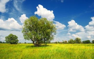 Fototapeta na wymiar Meadow with trees and clouds in the summer, Hungary