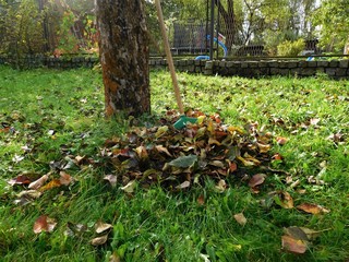 The autumn detail leaves in green grass and background