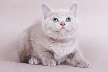 Fluffy kitty British cat on a gray background