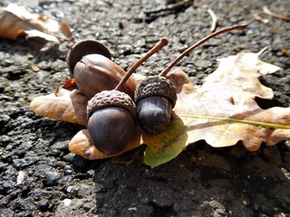 The acorns with colorful leaf on the road