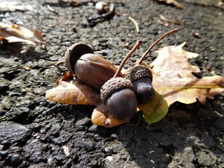 The acorns with colorful leaf on the road