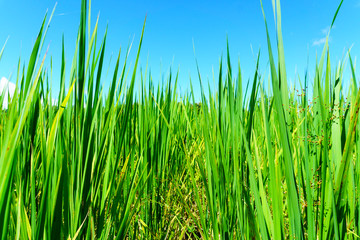 close up of organic rice green leaf in the rural rice paddy fields with blue sky and cloud at countryside of north region of thailand in sunny day. organic agriculture and organic food concept.