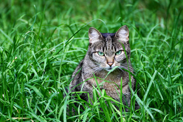 Naklejka na ściany i meble Cat in the grass.