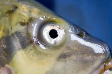 Close-Up of Fish Head