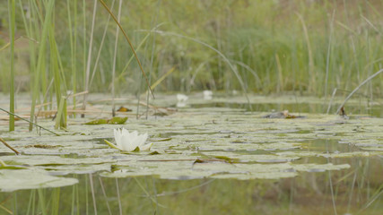 Water lily in swamp. Lotus in nature on natural background. White Lotus in the swamp close up