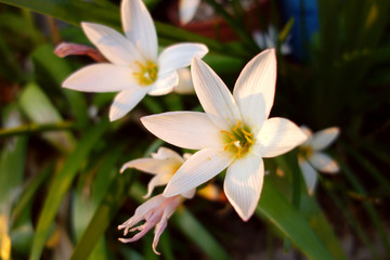 サフランモドキの花