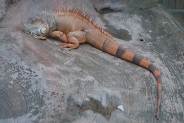 iguana
