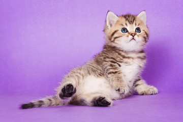 Fototapeta na wymiar Fluffy tabby kitten of British cat on purple background