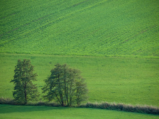 Baumreihe und Schilfgürtel