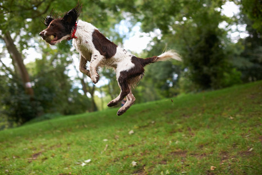 Dog jumping in mid air