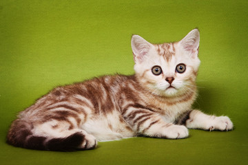 Striped fluffy kitten of a British cat on a green background