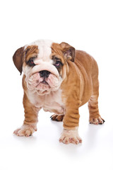 Obraz premium Cute english bulldog puppy (isolated on white)