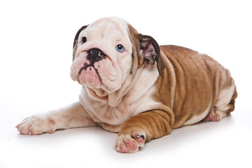 Cute english bulldog puppy (isolated on white)