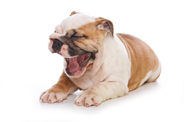 Cute english bulldog puppy yawns and lickens (isolated on white)