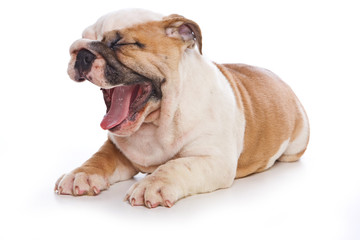 Cute english bulldog puppy yawns and lickens (isolated on white)